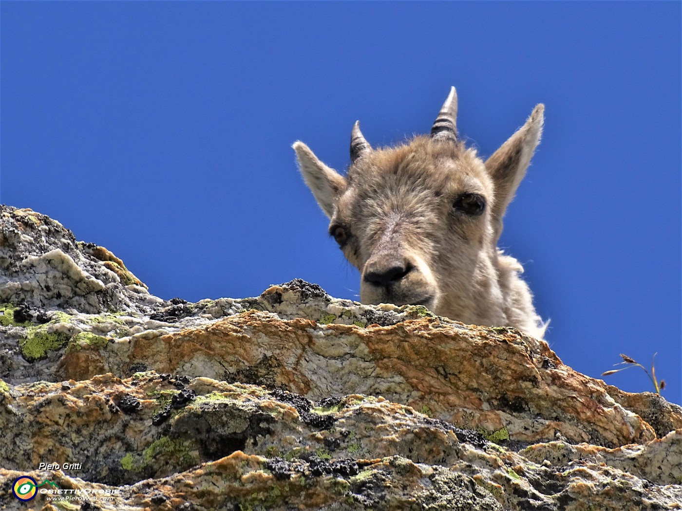 04 Piccolo di stambecco ci osserva curioso.JPG